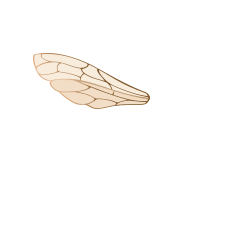 Bee wing
