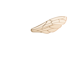 Bee wing
